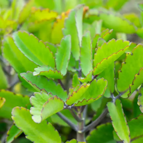 Bryophyllum