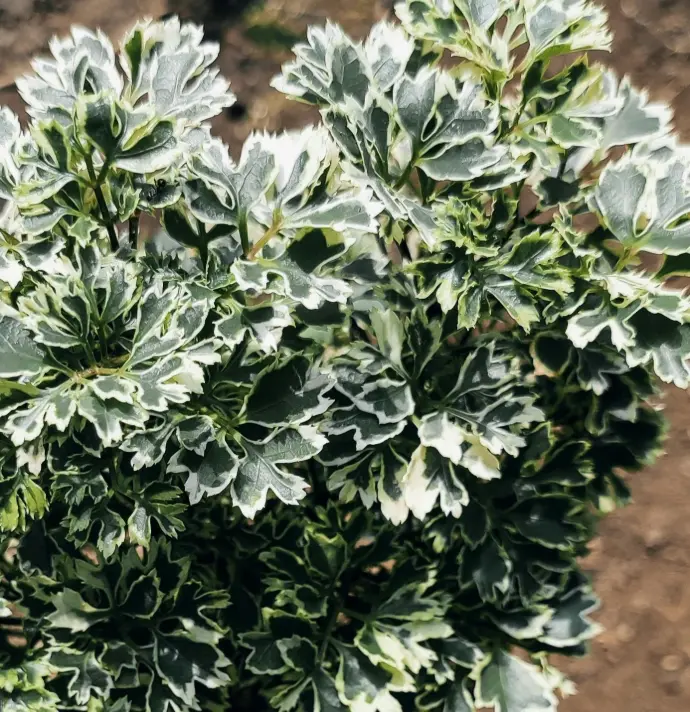 Ming aralia