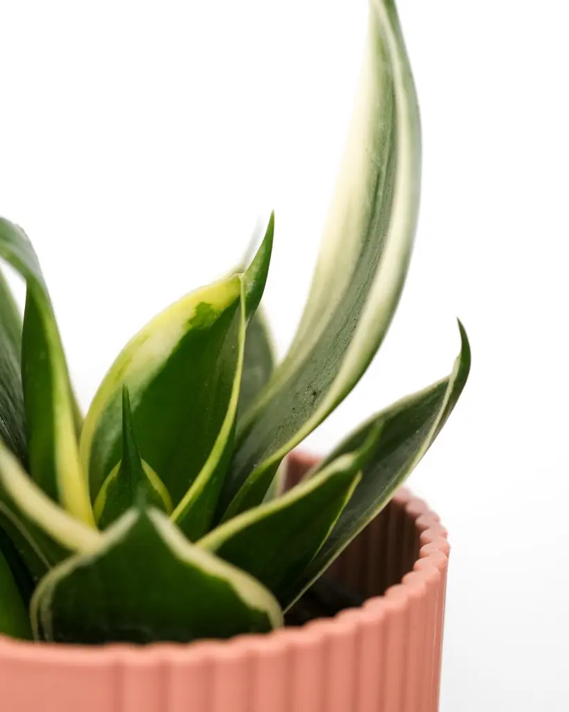 unsplash_BC_R0SZUTrY_Golden Hahnii  Birds Nest Snake Plant.webp
