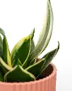 unsplash_BC_R0SZUTrY_Golden Hahnii  Birds Nest Snake Plant.webp