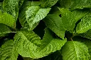 unsplash_cBYFiTU2vrA_leafy vegetables amaranthus.webp