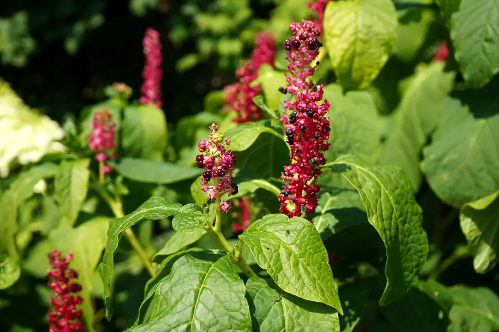 unsplash_cZziACPGDP4_leafy vegetables amaranthus.webp.jpg