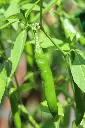 unsplash_MLNiVF9kHss_chilli plant.webp