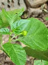 unsplash_nc6aYYvI90k_chilli plant.webp.jpg