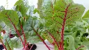 unsplash_PFSfZERWQ0M_beetroot pla.webp.jpg