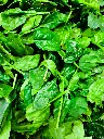 unsplash_6AAptb2kBak_spinach.webp.jpg