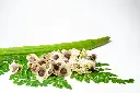 unsplash_chExmKr8lEY_moringa.webp