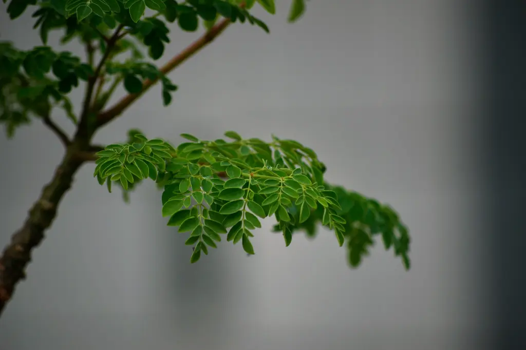 unsplash_aS1_fM17a7o_moringa.webp.jpg