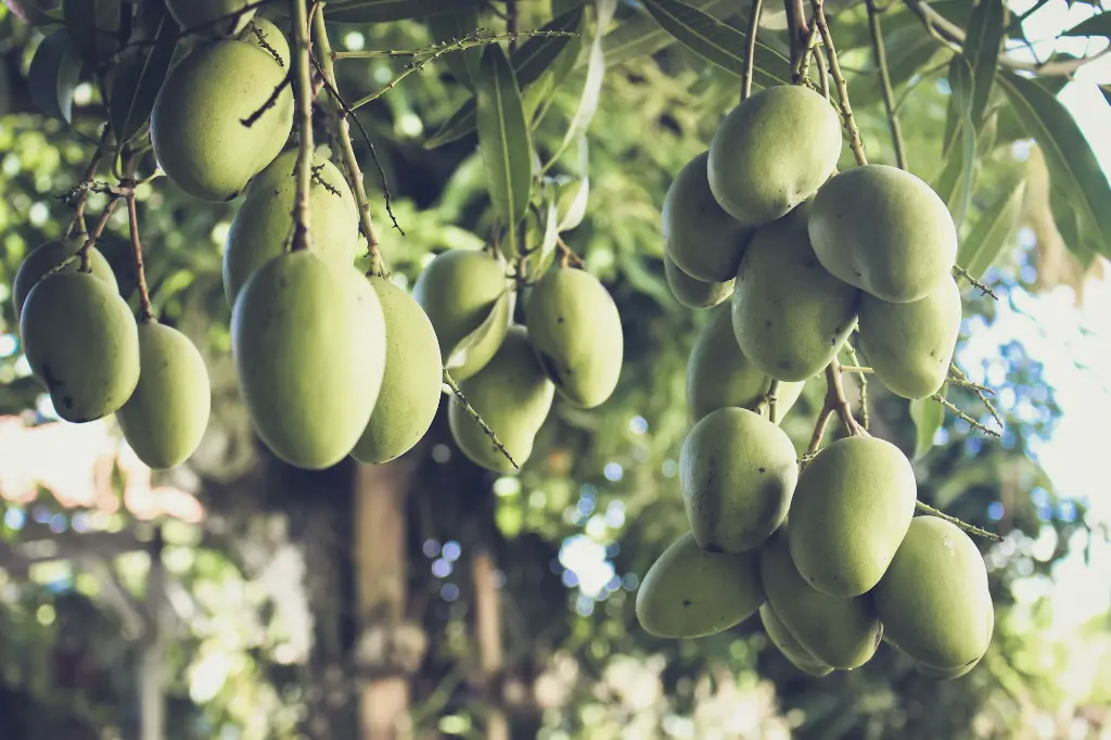 unsplash_pvugcXpBBJ0_mango plant.webp.jpg