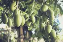 unsplash_pvugcXpBBJ0_mango plant.webp.jpg