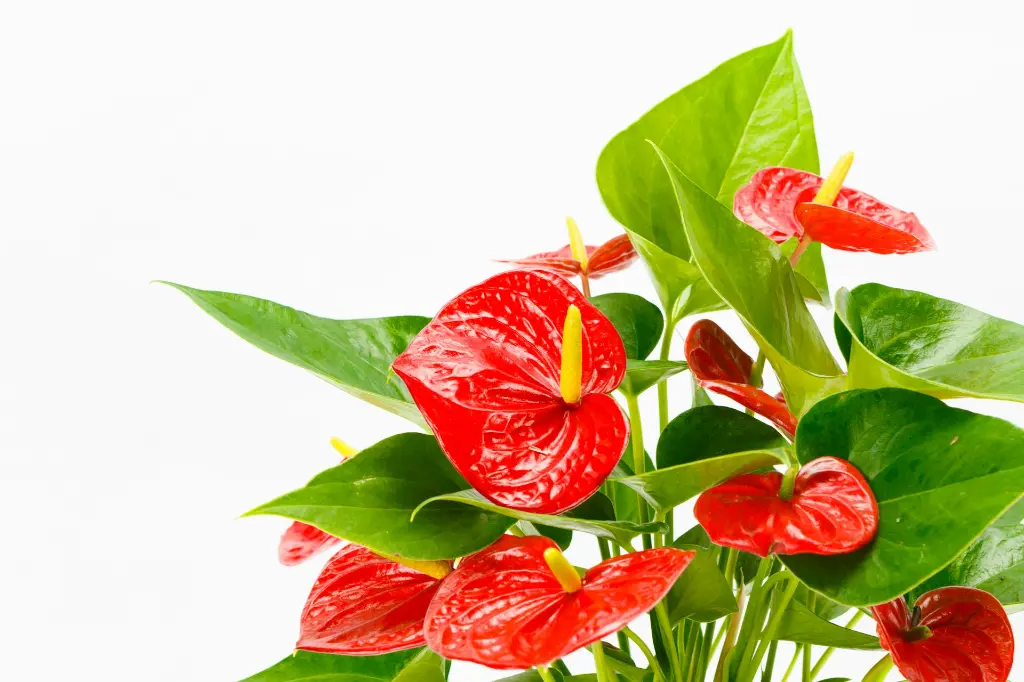unsplash_EzRzvsY28Q0_ANTHURIUM.webp.jpg