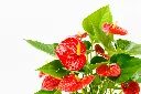 unsplash_EzRzvsY28Q0_ANTHURIUM.webp.jpg