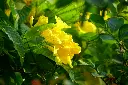 unsplash_rNY8LxOtQYU_trumpetbush.webp.jpg