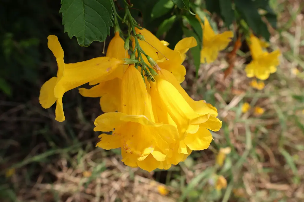 unsplash_-uqBdUL8dIY_trumpetbush.webp