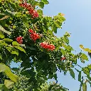 unsplash_KryXsNbxfXE_rangoon creeper.webp.jpg