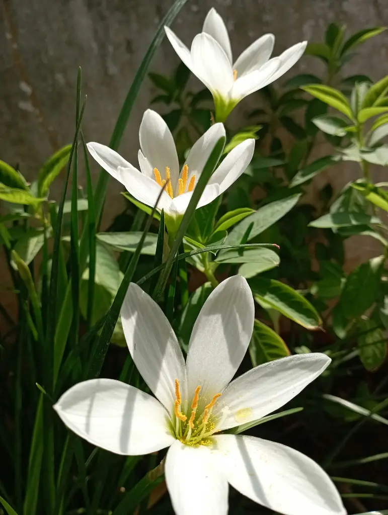 unsplash_WAHc3GpXY_s_rain lilly.webp.jpg