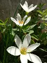 unsplash_WAHc3GpXY_s_rain lilly.webp.jpg