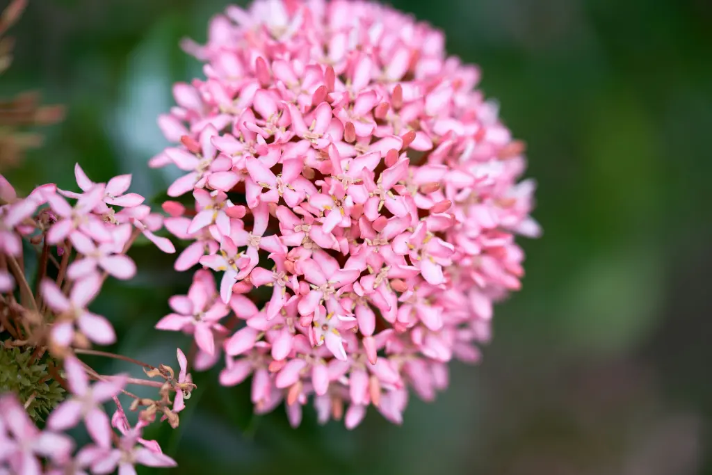 unsplash_rrp2K6UJ4Ww_ixora.webp
