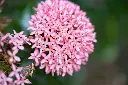 unsplash_rrp2K6UJ4Ww_ixora.webp
