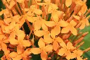 unsplash_O6OOtJHKJ54_ixora.webp.jpg