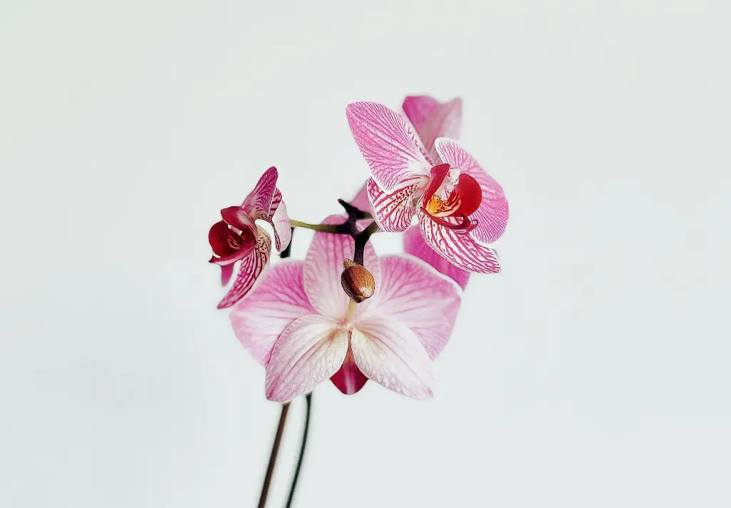 unsplash_VubRfL7yhwY_orchids.webp