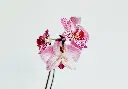 unsplash_VubRfL7yhwY_orchids.webp