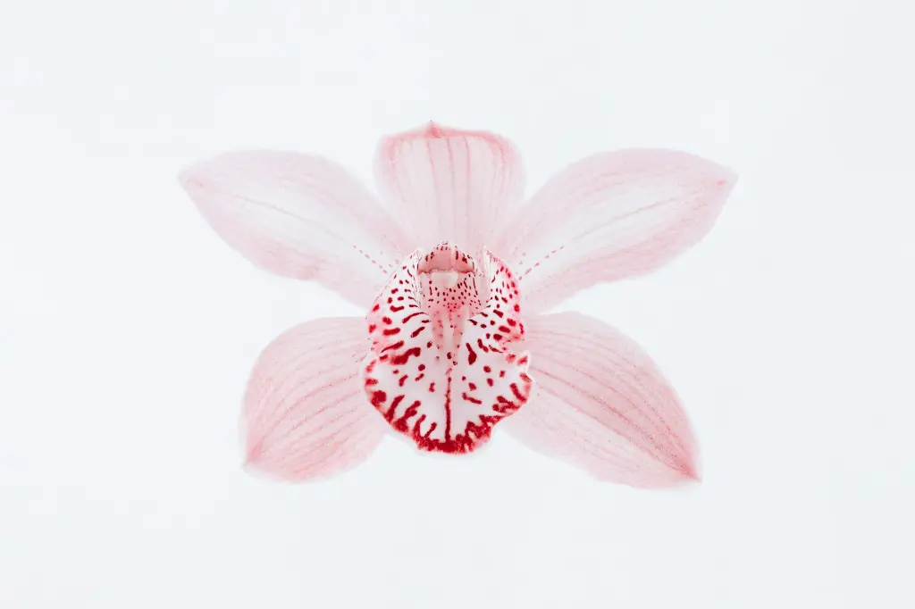 unsplash_jtes8PJxxj8_orchid.webp