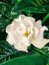 unsplash_KTnDIugUMW8_gardenia.webp