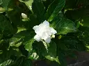 unsplash_uSFUg0sbtNI_gardenia.webp.jpg