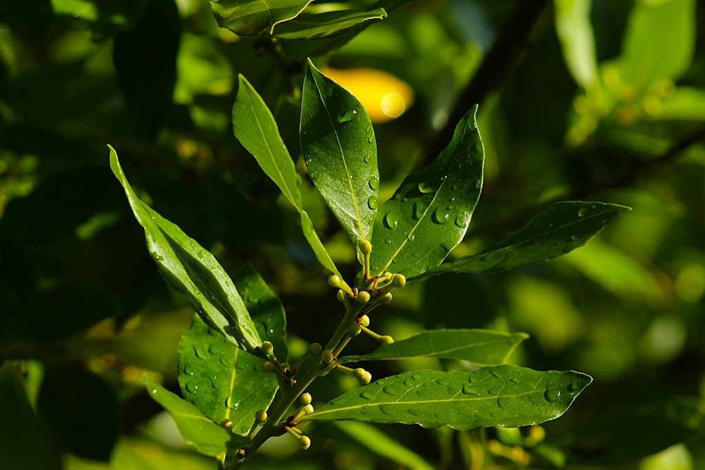 Bay laurel plant