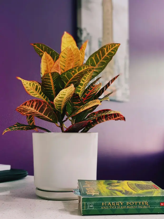 Croton plant