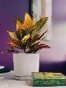 Croton plant