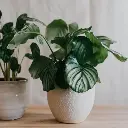 Calathea orbifolia plant