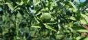 Citrus plant