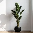 Bird of paradise plant