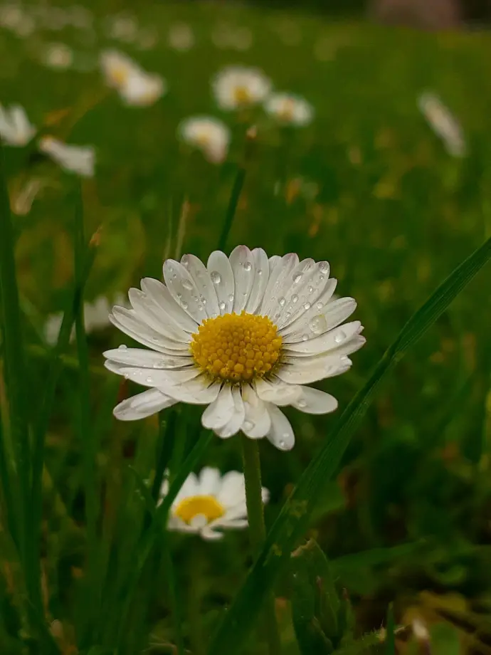 Daisy plant 