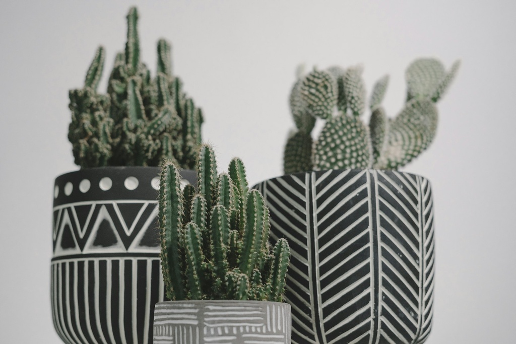 Fairy castle Cactus
