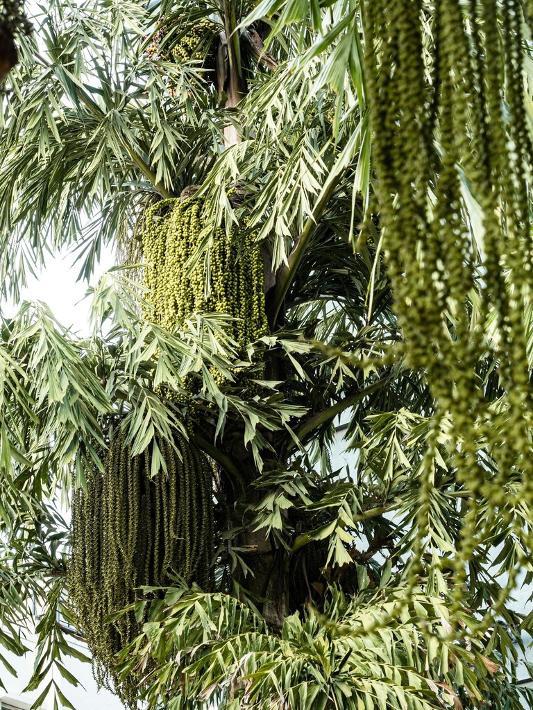 Fishtail palm plant