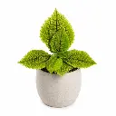 Pilea moon valley plant