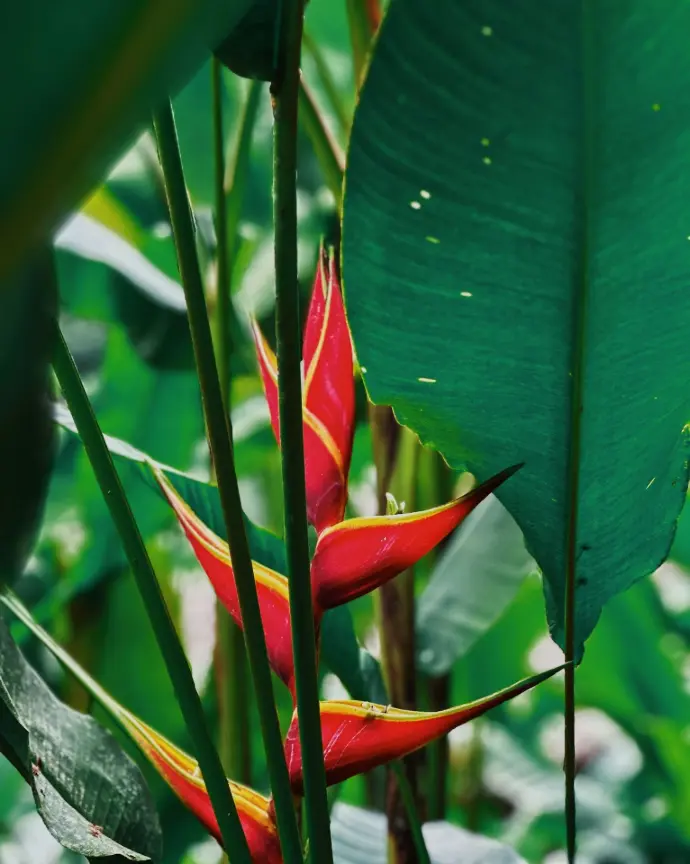 Heliconia rostrata plant