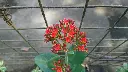 Kalanchoe plant