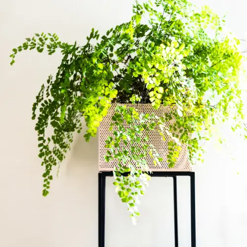 Maidenhair fern plant