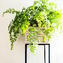 Maidenhair fern plant