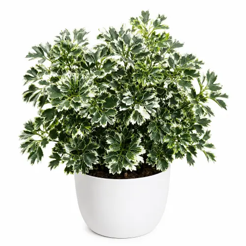 Ming aralia plant