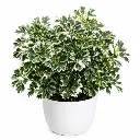 Ming aralia plant