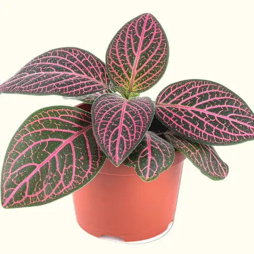 Pink Nerve plant