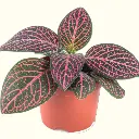 Pink Nerve plant