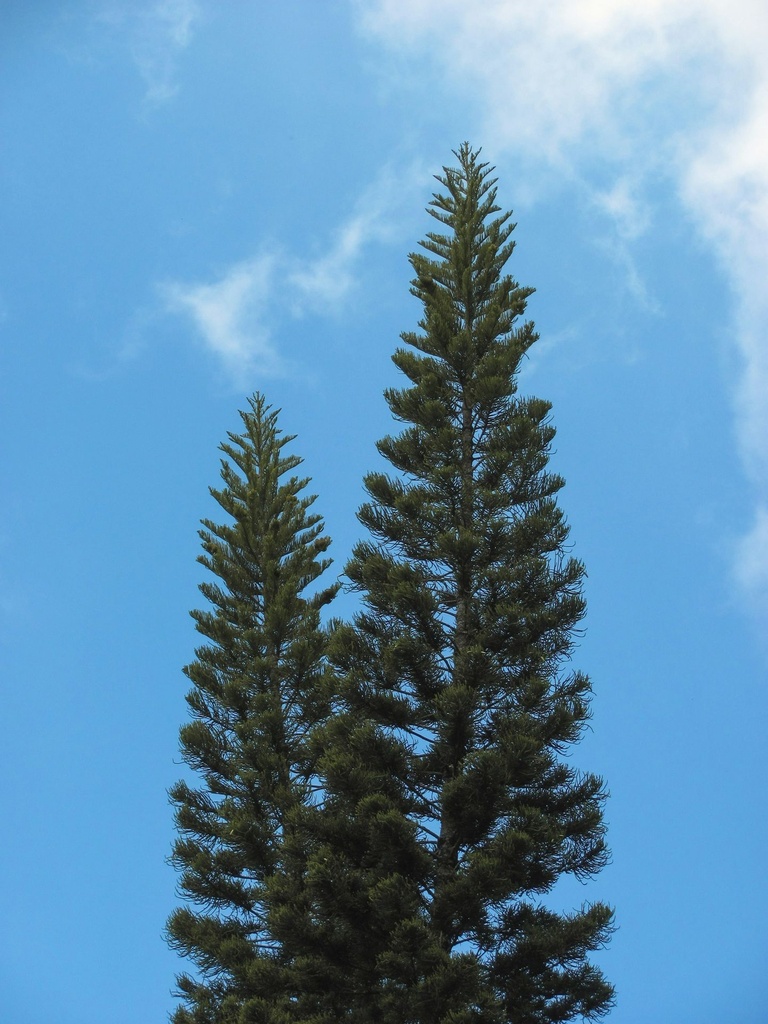 Norfolk island pine plant