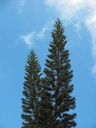 Norfolk island pine plant