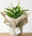 Peace lily plant GIFT POT